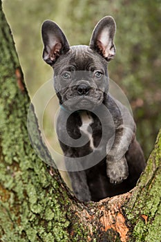 French bulldog puppy on a tree stump