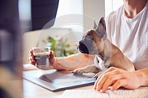 French Bulldog Puppy Sitting With Owner At Desk In Office Whilst He Works On Computer