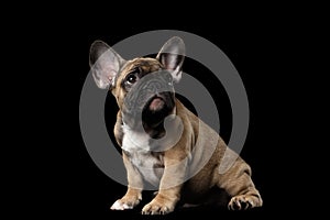 French Bulldog Puppy Sitting and Pity Looking , Front view, Isolated photo