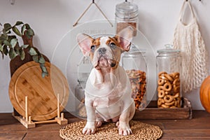 French bulldog puppy sitting on the table, autumn decorations