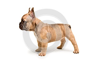 French Bulldog puppy stands against white background. Cute little puppy.