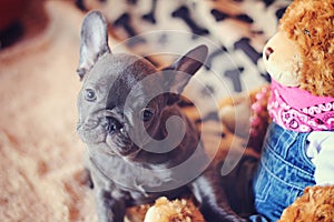 French bulldog puppy with teddy bear
