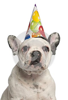 French Bulldog puppy wearing birthday hat