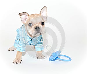 French Bulldog Puppy Wearing Pajamas