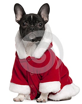 French bulldog puppy wearing Santa outfit