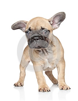 French bulldog puppy on a white background