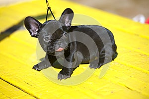 French bulldog puppy with a woman