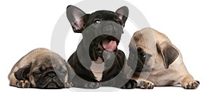 French Bulldog puppy yawning between two Pug