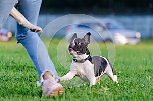 French bulldog puppy. Young energetic dog is walking and playing with its owner.