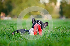 French bulldog puppy. Young energetic dog is walking and playing with its owner.