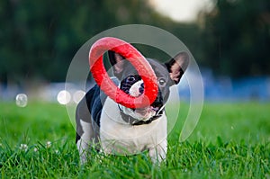 French bulldog puppy. Young energetic dog is walking and playing with its owner.
