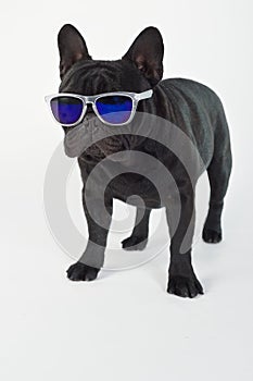 French bulldog purebred dog with sunglasses photo