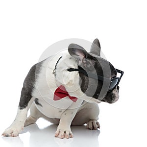 French bulldog with red bowtie and black sunglasses looking away