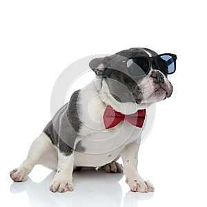 French bulldog with red bowtie and black sunglasses sitting