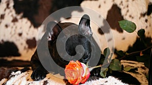 French bulldog red rose flower hd footage