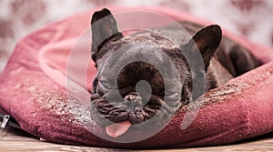 French bulldog relaxing