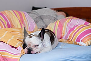 French bulldog in bed photo