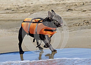 French bulldog with rescue jacket
