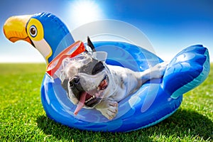 French bulldog resting on an inflatable wheel at the garden