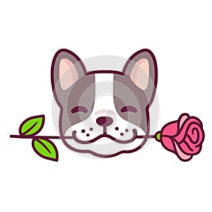 French Bulldog with rose