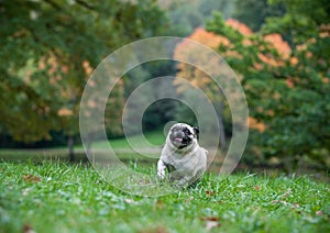 French Bulldog Running on the grass.