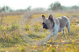 French Bulldog running joyously in a lush grassy meadow