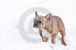 French bulldog runs through the snow in the park. Love and tenderness for pets