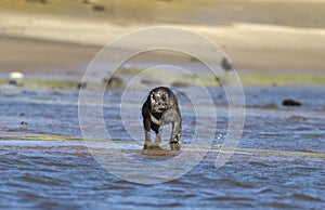 French bulldog shakes herself after she has come out of the water making funny faces