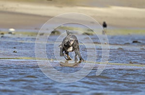 French bulldog shakes herself after she has come out of the water making funny faces