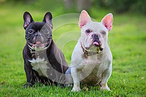 French bulldog sit and waiting on green grass