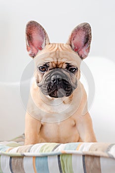 French bulldog sits on a chair looking at the camera. Dog waiting for food in the kitchen