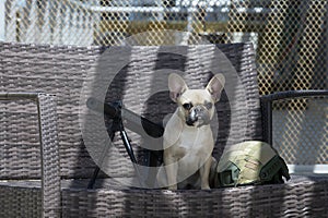 A French Bulldog sits in the shade next to a machine gun and an airsoft helmet.