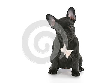 French bulldog sitting photo