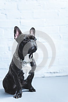 French bulldog sitting on the floor