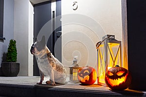 French bulldog sitting at front steps with halloween pumpkins at night