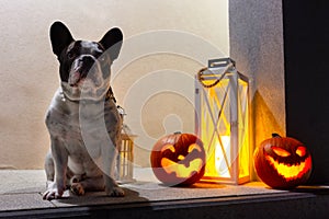 French bulldog sitting at front steps with halloween pumpkins at night