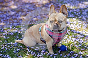 French Bulldog Portrait photo