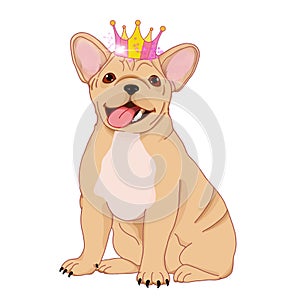 French bulldog sitting. Royalty bulldog. 