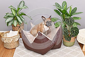 French Bulldog sitting in star dog pillow bed