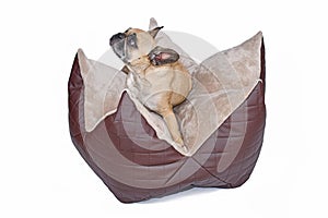 French Bulldog sitting in star shaped dog pillow bed on white background