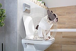 French bulldog sitting on a toilet seat in bathroom