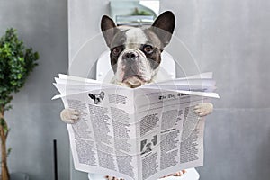 French bulldog sitting on a toilet seat with the newspaper