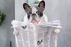 French bulldog sitting on a toilet seat with the newspaper