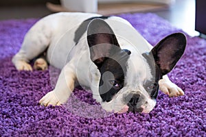 French bulldog sleeping on the carpet