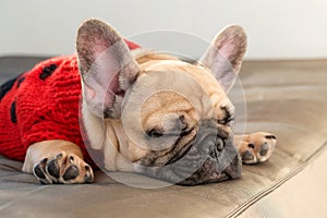 French bulldog sleeping on the couch. Lazy dog dressed in knitted sweater resting at home