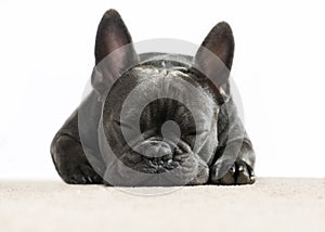 French bulldog sleeping photo