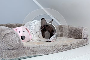 French Bulldog sleeping with his teddy dog toy