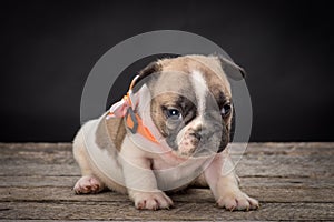 French bulldog small age puppy