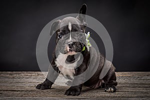 French bulldog small age puppy