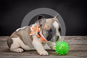 French bulldog small age puppy